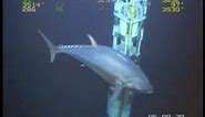 WORLD RECORD FISH!!! 18ft Tuna! ROV Deepwater Footage Bluefin Yellowfin Redfish