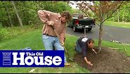 How to Properly Mulch Around a Tree | This Old House