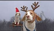 Dogs Ruin Christmas: Cute Dog Maymo & Puppy Penny