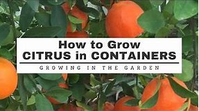 CITRUS in CONTAINERS: 11 TIps for SUCCESS