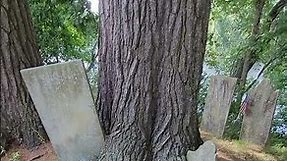 Headstones Stuck in Tree #cemetery