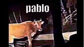 Pablo the cow