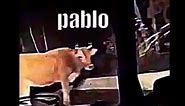 Pablo the cow