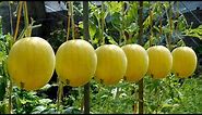 Secrets To Growing Yellow Watermelons, Tips for Big, Sweet And Juicy Fruits