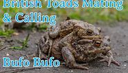 | British Toads Mating & Calling | Bufo Bufo 'Common Toad' in Spring |