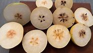 Growing Asian Pear Trees Part 7 - Taste Test - 20th Century, Shinseiki, Shinko, Hosui, Korean Giant