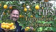 5 Tips How to Grow a Ton of Lemons on One Tree