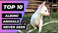 TOP 10 ALBINO Animals You Have Never Seen | 1 Minute Animals