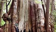 Biggest Tree in Canada, Cheewhat Giant