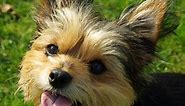 Chihuahua Yorkie Mix: Guide to Owning a Chorkie Dog - K9 Web