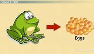 Life Cycle of a Toad: Lesson for Kids