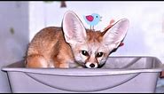 Fennec Fox Facts: The Poop
