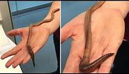 The largest earthworm ever found in UK
