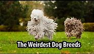 The Weirdest Dog Breeds in The World | Exotic Dog Breeds | Unusual Breeds of Dogs | Weird Pets