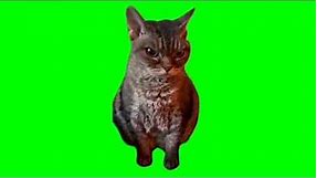 angry/grumpy cat meme (green screen)