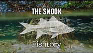Catching Snook: Everything You Need To Know | Fishtory