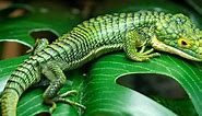 10 Types Of Amazing Green Lizards