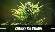 Cherry Pie Cannabis Strain Information, THC Levels, and Review