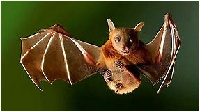 Dayak fruit bat