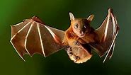 Dayak fruit bat