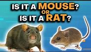 Mice & Rats: What's The Difference?
