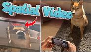 Apple Spatial Video in 3D! Shot on iPhone 15 Pro for Vision Pro & Meta Quest 3