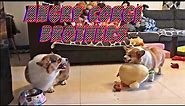 Corgis Fighting Again-Angry Corgis Reloaded! Funny Angry dogs from Rapid Liquid. Angry Bois.