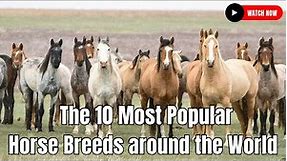 The 10 Most Popular Horse Breeds around the World