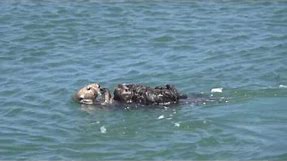 Mom shows off incredibly cute baby Sea Otter