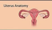 Uterus Anatomy | AnatomyStuff