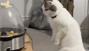 Cat mesmerized by popping popcorn