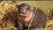 Adorable baby pygmy hippo born
