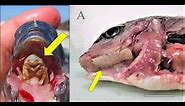 Tongue Eating Parasites in Fish? Everything you need to know about Cymothoa exigua.