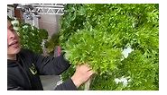 44 Hampton leaf lettuces growing in less than 1 square meter at Urban Smart Farms in Florida. #lettuce #aeroponics #gardening #foryou | Daniel Gardens