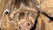 What Do Vampire Bats Eat? The Surprising Animals they Hunt!