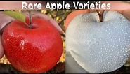 Rare Apple Varieties / Different colors of Apple / Black Diamond Apple / White Apple