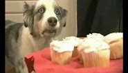Cupcake Dog - War never changes