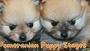 Pomeranian Growth Stages and Pomeranian Puppy Stages Explained