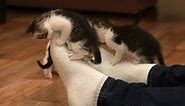 How To Stop A Kitten Biting - By An Expert Cat Behaviorist
