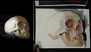 Preview | Single Skull Demo | Nick Runge - "Examining The Skull In Watercolor"