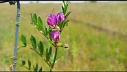 Common Vetch: A Bountiful Garden of Delights, where Nature's Gifts are Abundant!