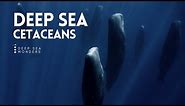 Cetaceans, the Giants of the Open Ocean