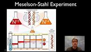 Meselson-Stahl Experiment