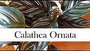 Calathea Ornata: Addy's Tips for Beginners (Pinstripe Calathea)