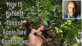 How to Grow Apple Tree Rootstock