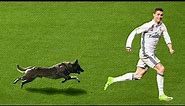 20 EPIC MOMENTS WITH ANIMALS ON THE FOOTBALL PITCH