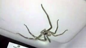 Australian Woman Spots Giant Spider In Her Car