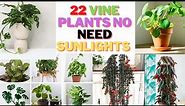 Indoor Climbing Vine Plants /Vine Plants Indoor Low Light /Best Indoor Vine Plants