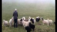 The Good Shepherd & His Sheep