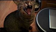Cat meows and yawns at the same time